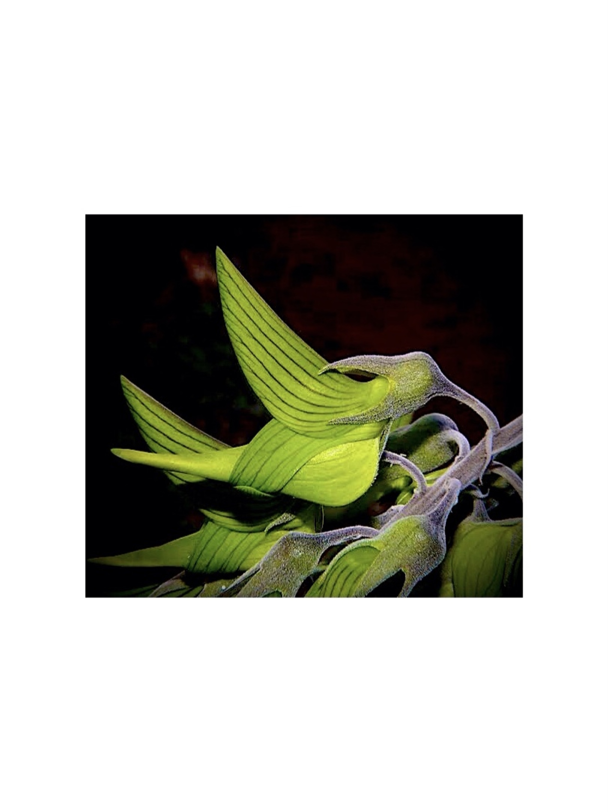 "GREEN BIRD FLOWER"PIERCE