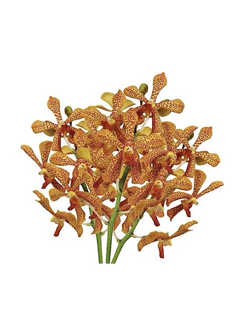 "MOCARA orchid"PIERCE