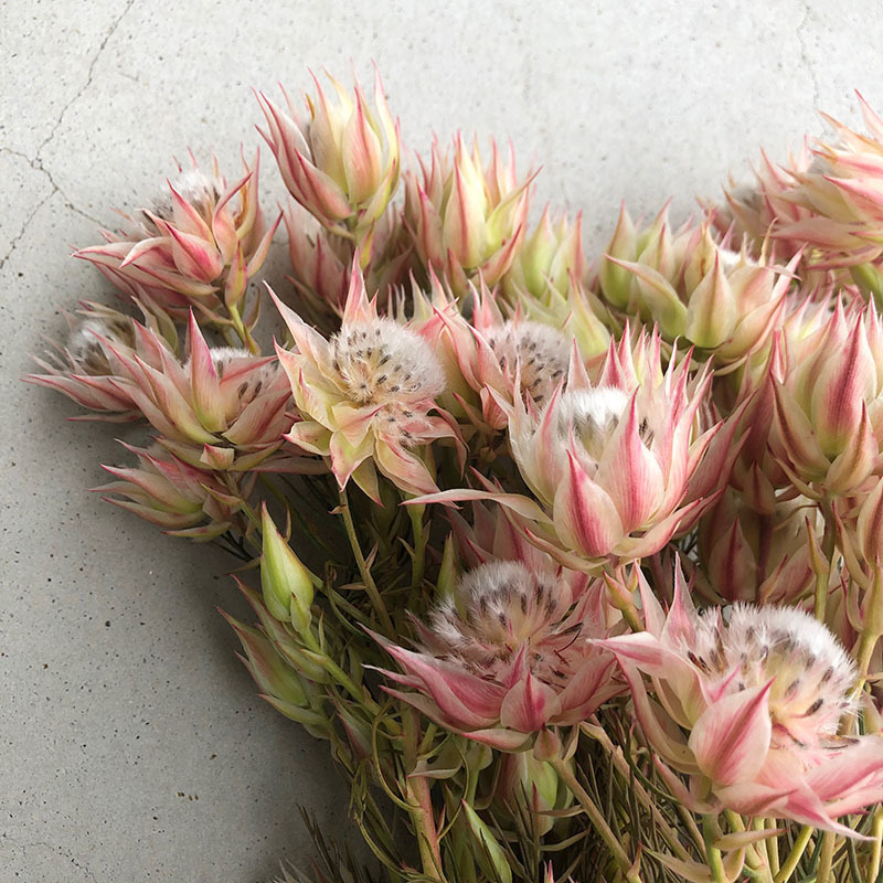 Nino Wreaths セルリアブラッシングブライト Nino Wreaths セルリアブラッシングブライト