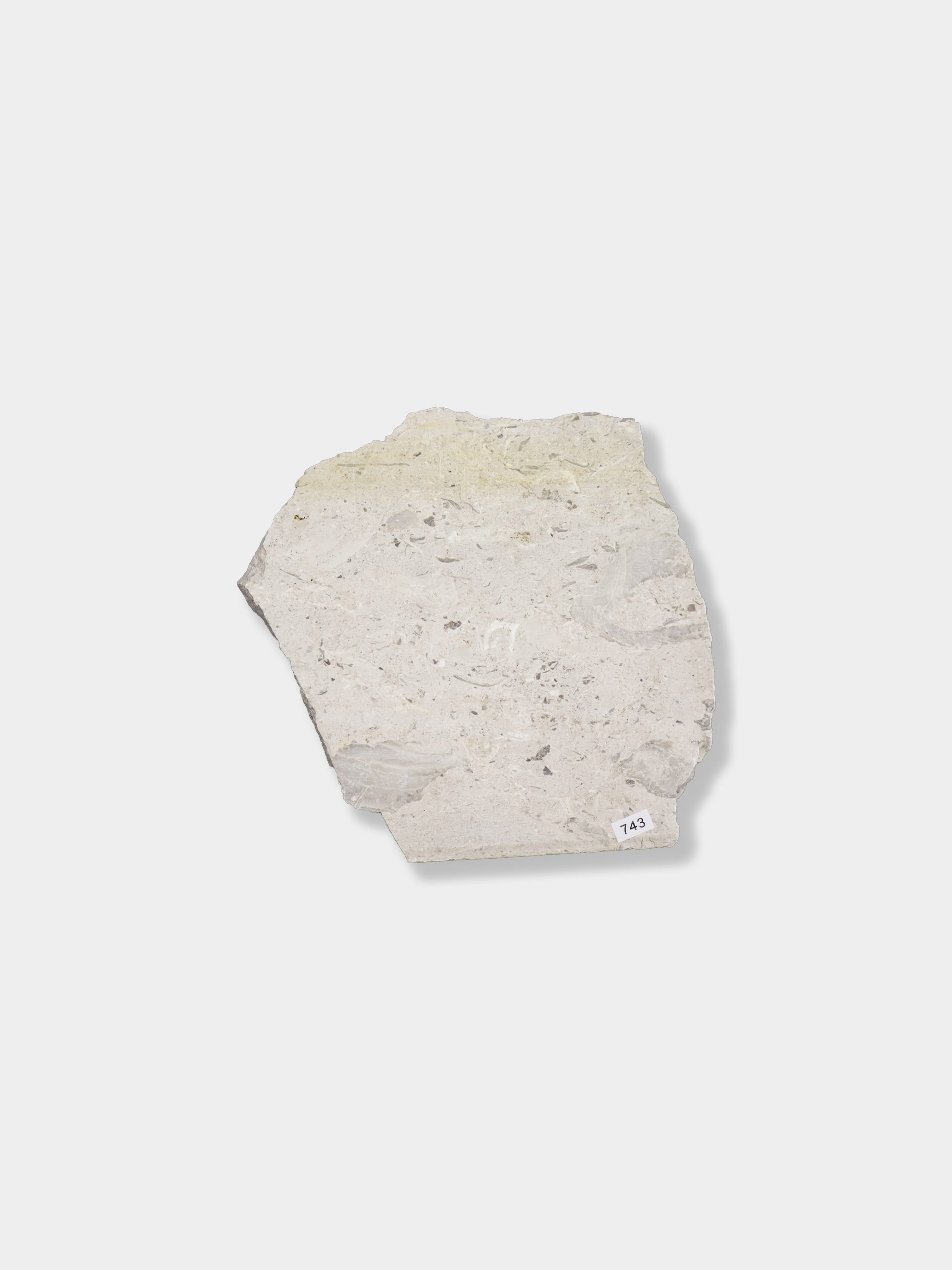 フィオーレグリジオ M